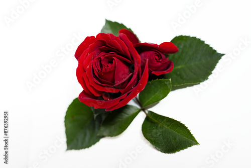 róża, rosa, romantic flower, czerwona róża, isolated red rosę photo