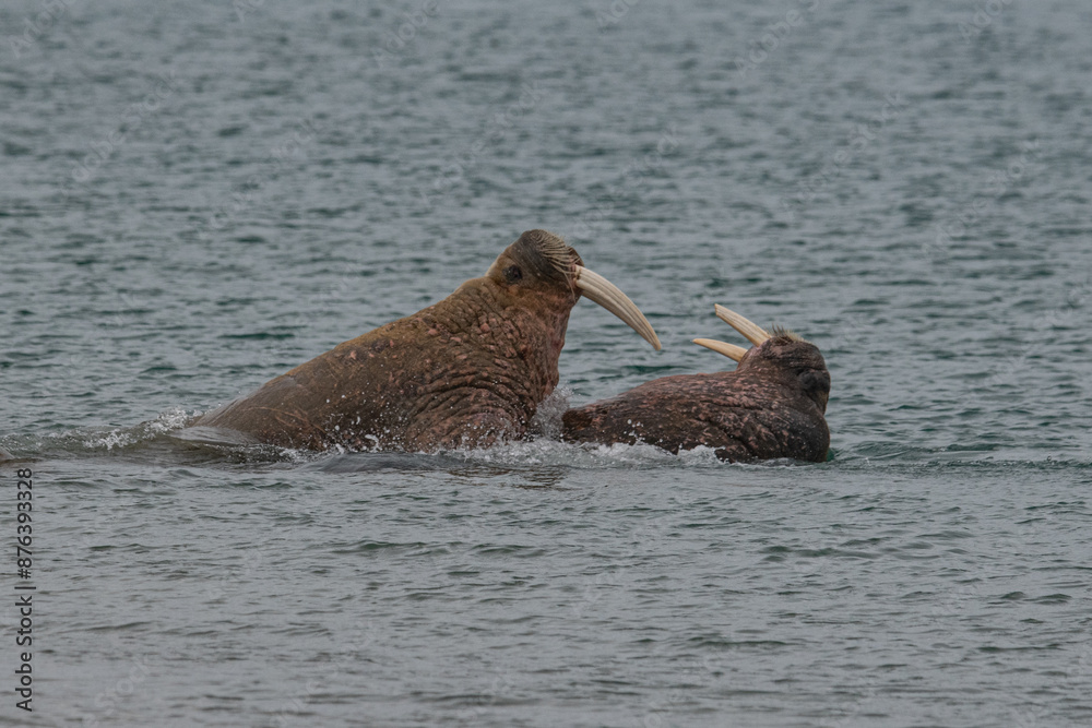 Fototapeta premium Walrus