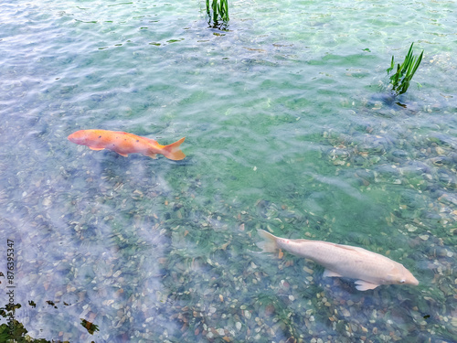 Big decorative fishes swimming in a pond in Wallenstein palace water warden photo