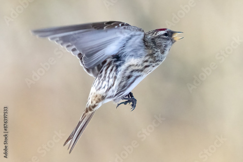 Common redpoll photo