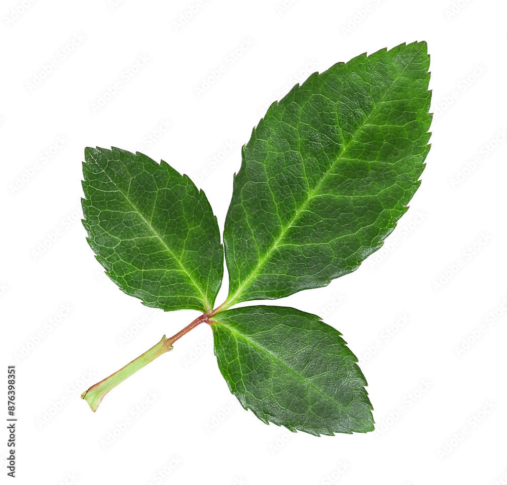Fototapeta premium Green rose leaf isolated on white background.