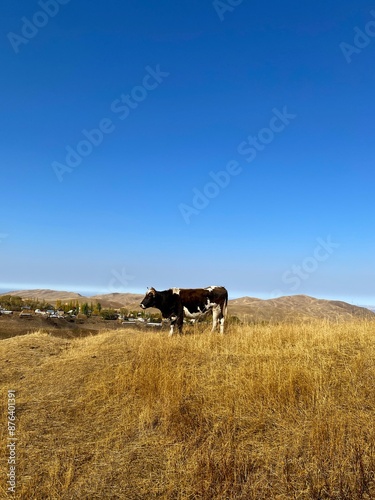 A cow peacefully grazing on a hill, surrounded by nature under a blue sky in a rural landscape