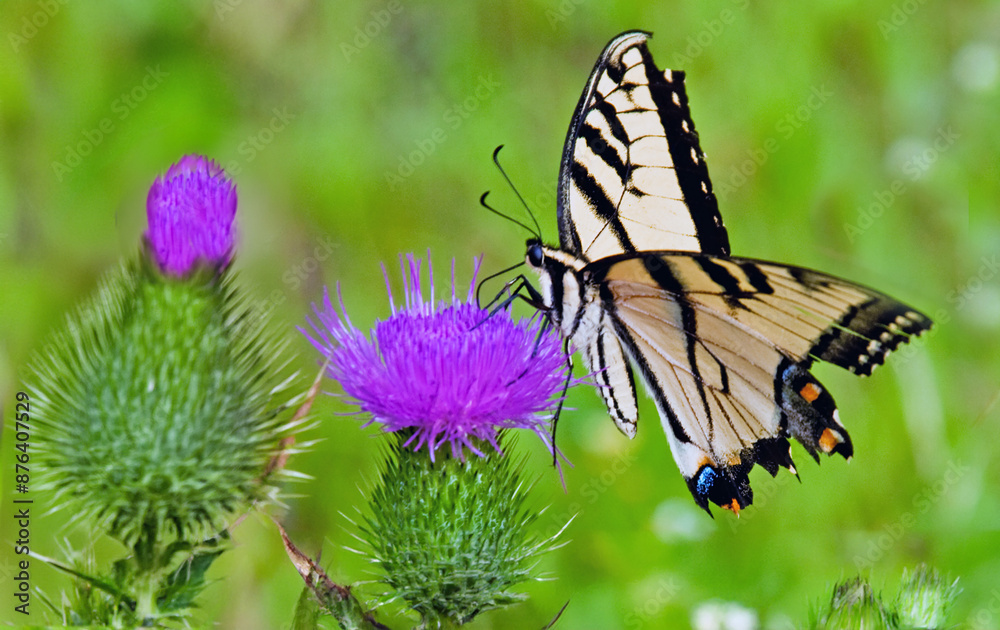 butterfly on a flower