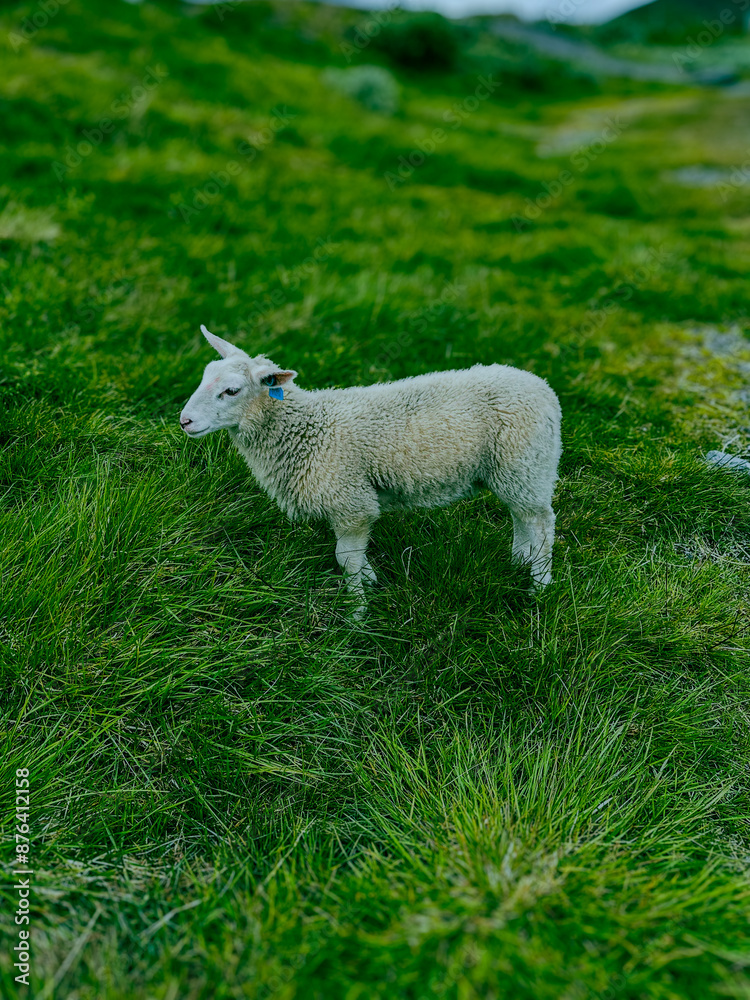 Obraz premium sheep on a green meadow in norway