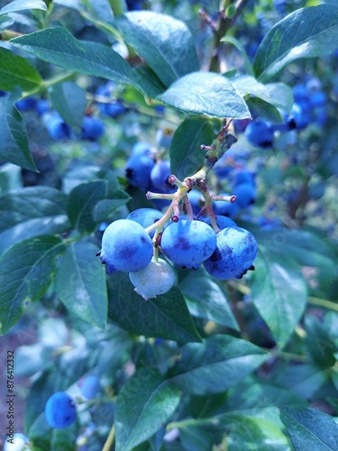 blueberries on a branch