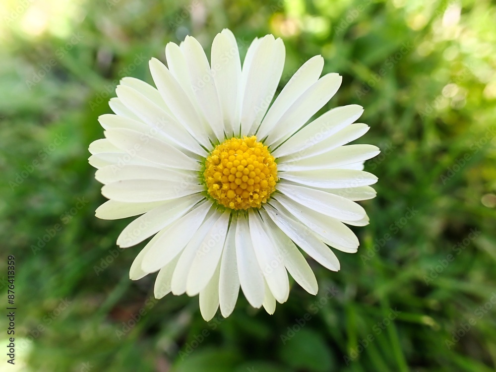 Obraz premium Makro einer schönen Blüten vor unscharfem Hintergrund