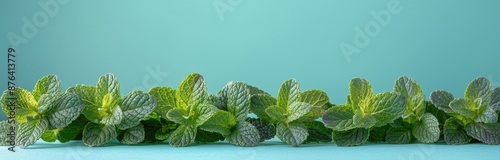 Fresh Green Mint Leaves on a Light Blue Background