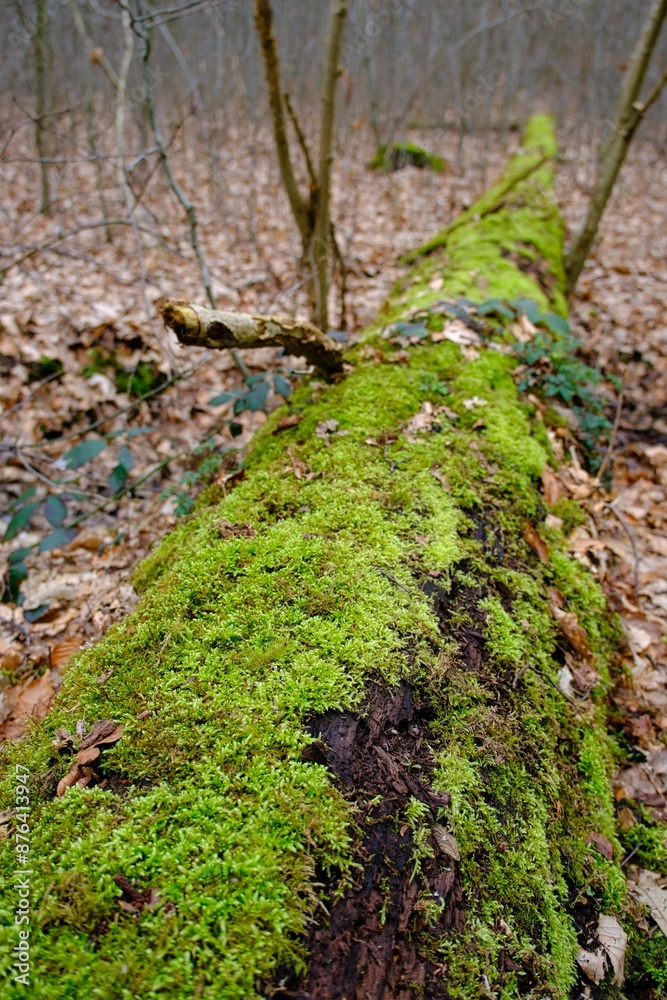 Tote Bäume nach Sturmschaden im deutschen Wald Tote Bäume nach Sturmschaden im deutschen Wald