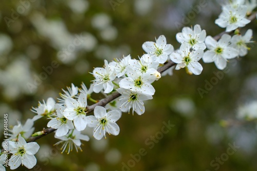 Makro einer schönen Blüten vor unscharfem Hintergrund