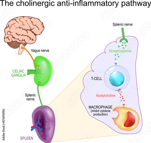 Vagus Nerve and Inflammation. The cholinergic anti-inflammatory pathway
