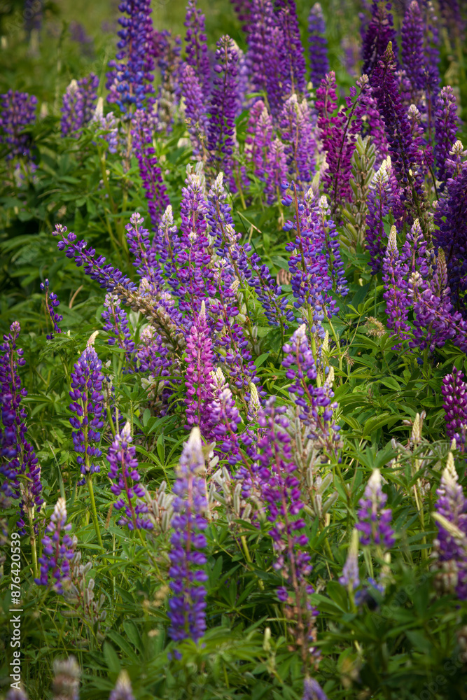 Obraz premium a lupines field on the mountains at a summer day