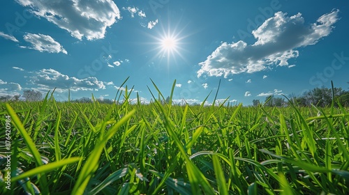 Green Grass Field With Sunny Blue Sky and White Clouds in the Summer