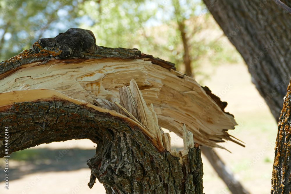 Broken willow trees, broken and fallen trees as a result of wind and storm