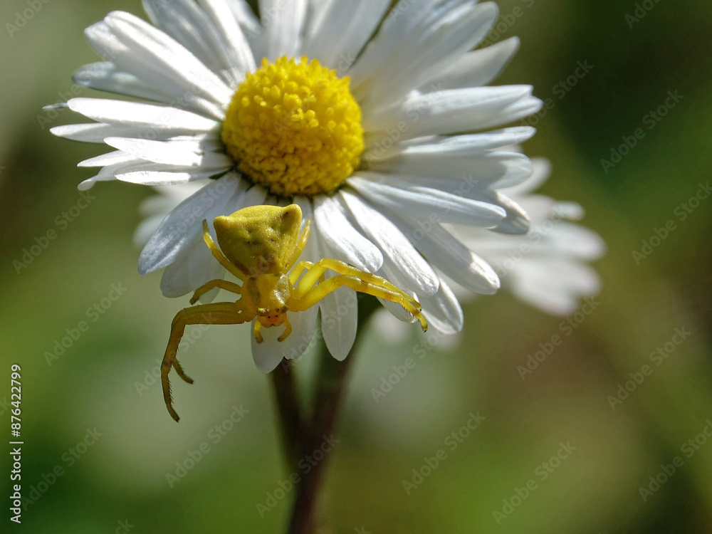 Obraz premium Magnifique thomise enflée en embuscade sur une pâquerette