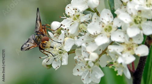 Phasie crassipenne (Ectophasia crassipennis) butinant les fleurs d'un pyracantha photo