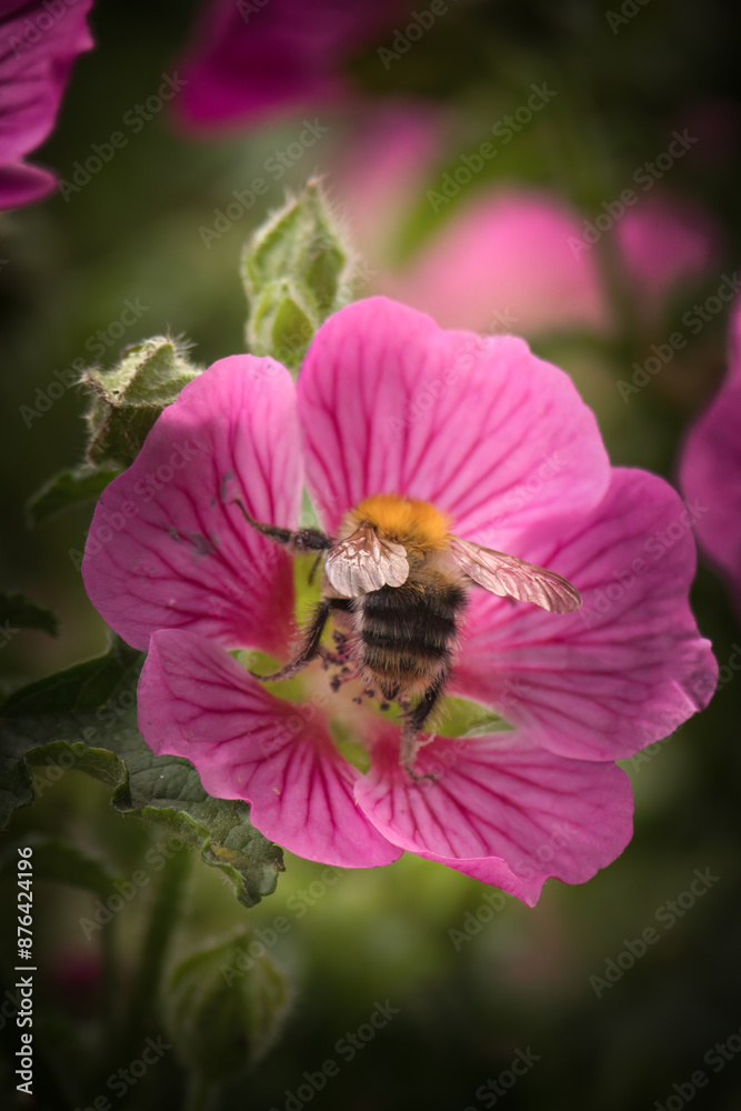 a bumblebee collecting nectar from the blossom of the anisodontea a bumblebee collecting nectar from the blossom of the anisodontea