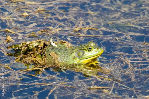 frog in the pond