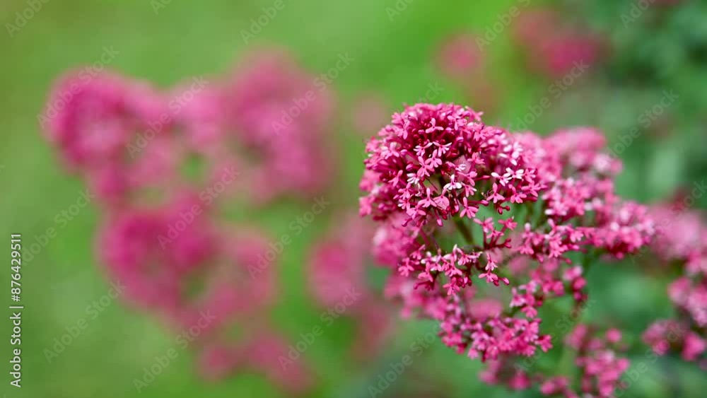 Beautiful flowers of red valerian or kiss-me-quick wildflower swaying in the wind in the summer meadow. Gardening or floristic concept. (Valeriana rubra) Beautiful flowers of red valerian or kiss-me-quick wildflower swaying in the wind in the summer meadow. Gardening or floristic concept. (Valeriana rubra)