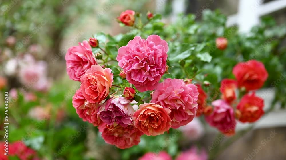 Beautiful rot, pink, apricot rose flowers swaying in the wind in front of the house window in the summer cottage garden. Gardening or floristic concept. Beautiful rot, pink, apricot rose flowers swaying in the wind in front of the house window in the summer cottage garden. Gardening or floristic concept.