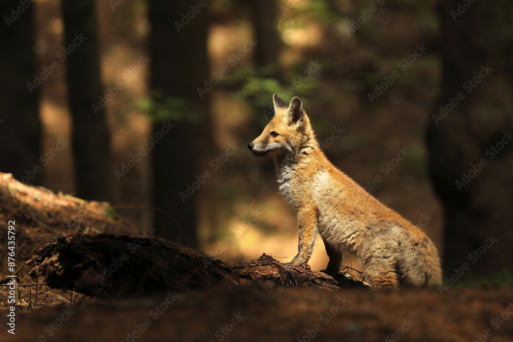 Little red fox cube sitting in forest - Vulpes vulpes