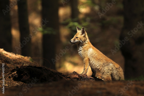 Obraz na płótnie Little red fox cube sitting in forest - Vulpes vulpes w salonie