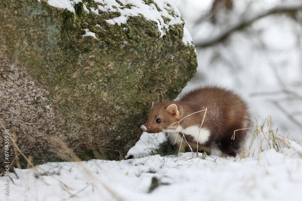 Beautiful cute forest animal. Beech marten, Martes foina, in witer forest. Small predator in forest. Wildlife scene from Czech republic