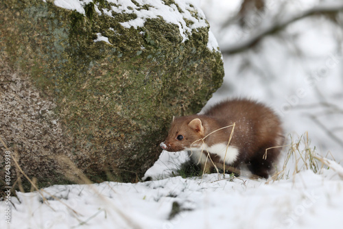 Obraz na płótnie Beautiful cute forest animal. Beech marten, Martes foina, in witer forest. Small predator in forest. Wildlife scene from Czech republic w salonie