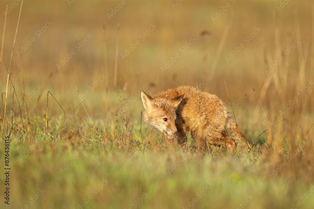 Young puppy of red fox (Vulpes vulpes) looking for prey on summer meadow. Natural scene from Czech wildlife.