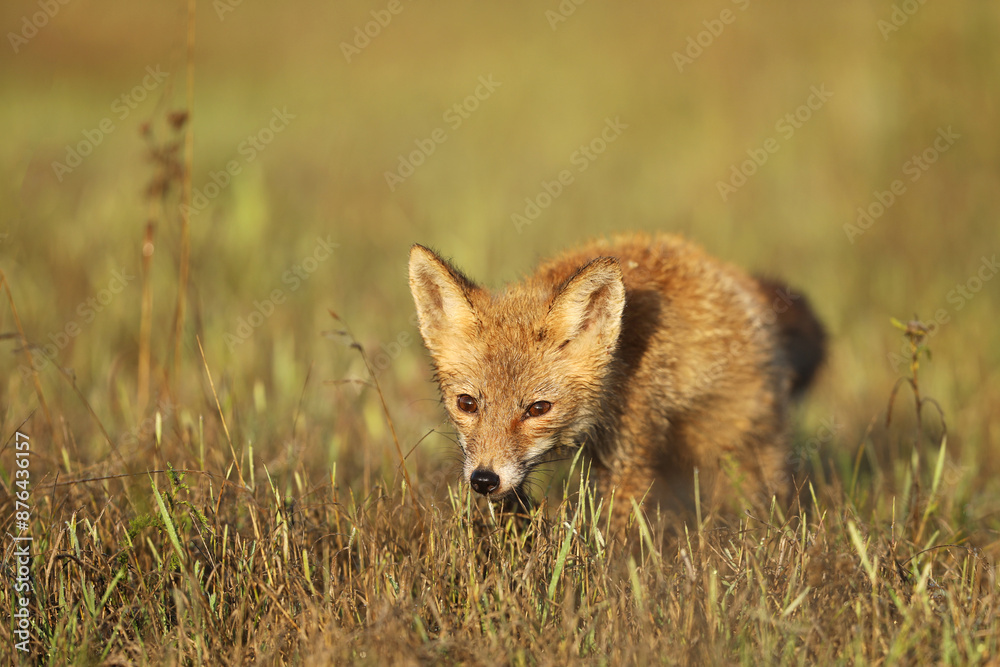 Young puppy of red fox (Vulpes vulpes) looking for prey on summer meadow. Natural scene from Czech wildlife.