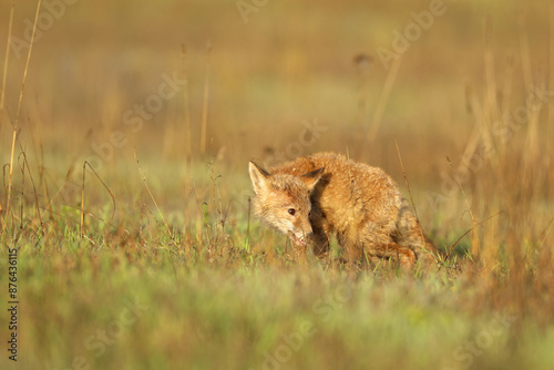 Obraz na płótnie Young puppy of red fox (Vulpes vulpes) looking for prey on summer meadow. Natural scene from Czech wildlife. w salonie