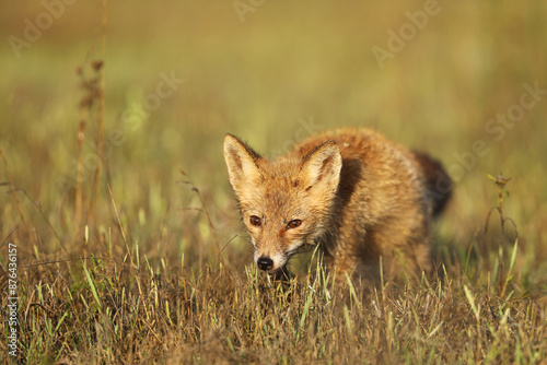 Obraz na płótnie Young puppy of red fox (Vulpes vulpes) looking for prey on summer meadow. Natural scene from Czech wildlife. w salonie