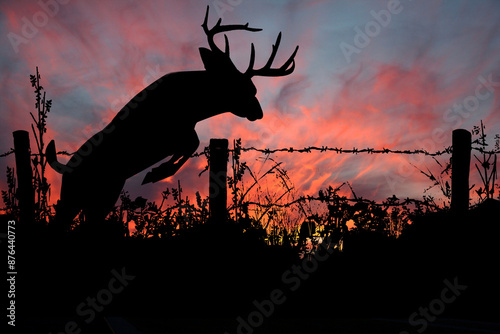 Stunning background sunset/sunrise with a silhouette of a whitetail buck with a large rack of antlers leaping over a barbed wire fence.