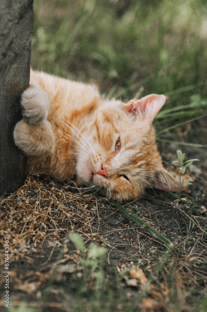 A beautiful orange red lazy adult cat lies on the green grass in a park outdoors. Close-up photography, portrait of an animal in nature. A beautiful orange red lazy adult cat lies on the green grass in a park outdoors. Close-up photography, portrait of an animal in nature.