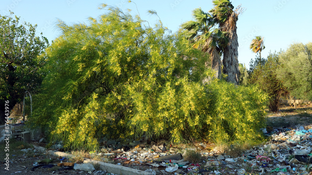Beautiful flowering bush of yellow acacia Parkinsonia aculeata in middle of terrible garbage dump, contrast of gentle beauty of nature and human impact. Сoncept of environmental pollution, careful att Beautiful flowering bush of yellow acacia Parkinsonia aculeata in middle of terrible garbage dump, contrast of gentle beauty of nature and human impact. Сoncept of environmental pollution, careful att