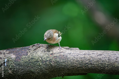 goldfinch 