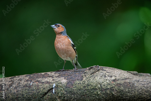chaffinch
