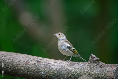 goldfinch 