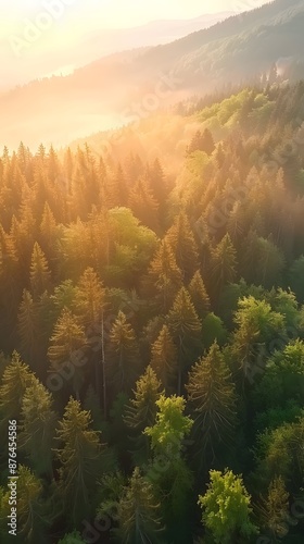 Sunrise over misty forest with sun rays shining through the fog