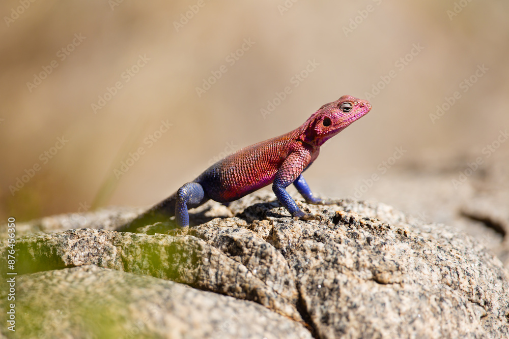 Colorful lizard basking on rocks in Tanzania's natural habitat during safari Colorful lizard basking on rocks in Tanzania's natural habitat during safari
