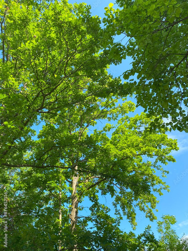 Fototapeta premium green leaves and sky