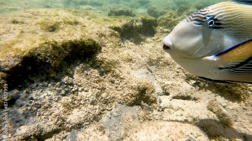 Slow swimming Arabian surgeonfish in clear water.
. Close-up of floating fish. photo