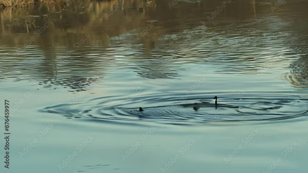 A group of ducks are swimming in a lake. The water is calm and the sky is cloudy A group of ducks are swimming in a lake. The water is calm and the sky is cloudy