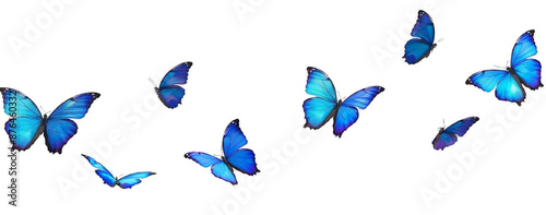 blue flying butterfly png suitable