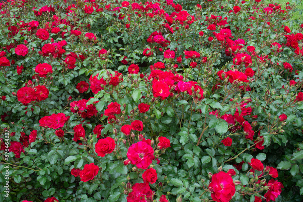 A field of blossoming raspberry roses. Background with roses. Nature rose flowers A field of blossoming raspberry roses. Background with roses. Nature rose flowers