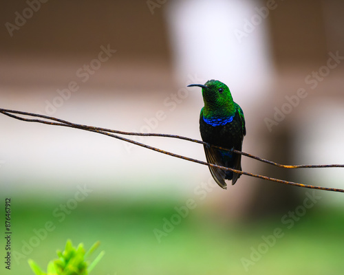 A Green Throated Caribbean hummingbird on the Caribbean Island of Antigua.  photo