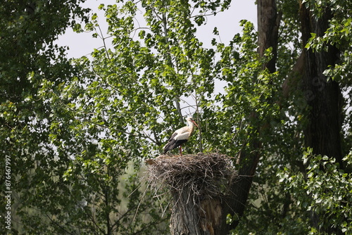 Storch in seinem Host