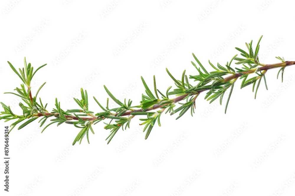 A detailed view of a tree branch with leaves and twigs, suitable for use in illustrations or designs where a natural element is needed A detailed view of a tree branch with leaves and twigs, suitable for use in illustrations or designs where a natural element is needed