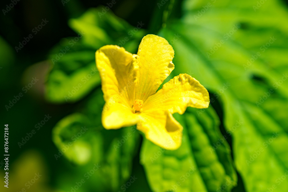 Fototapeta premium きゅうりの黄色い花