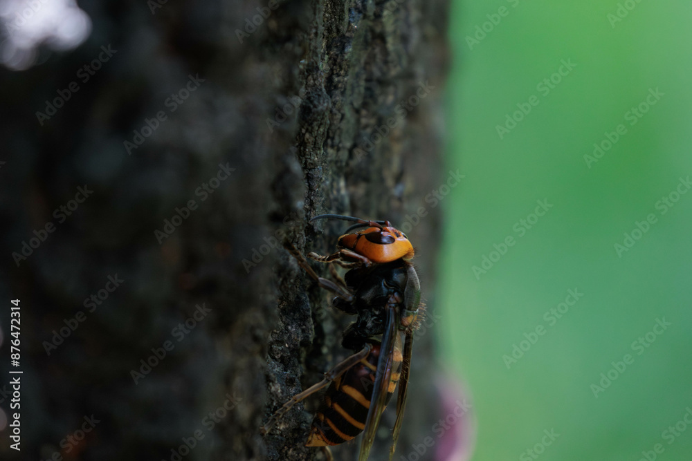 Fototapeta premium 樹液を吸うオオスズメバチ