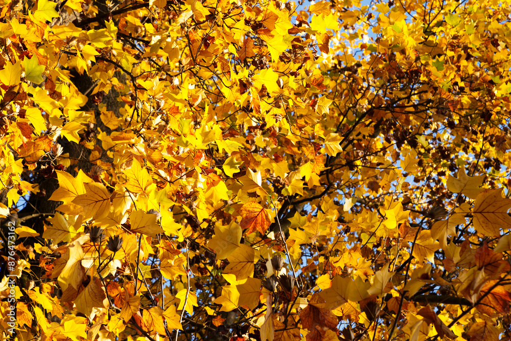 Orange autumn leaves of a tulip tree. The bright autumn sunny day Orange autumn leaves of a tulip tree. The bright autumn sunny day
